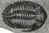 Cluster Of Three Trilobites (Hollardops & Austerops) - Ofaten, Morocco #365714-3